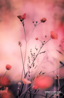 09k fotoart foto fotografie kunst composing bildbearbeitung blumen landschaft tiere portrait stil weithaler norbert